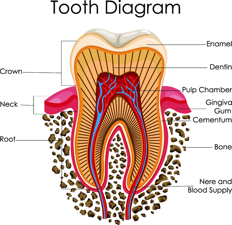 What are Teeth Made of? Why are They so Important to Keep Healthy?