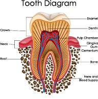 What is a Root Canal?